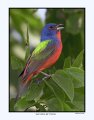 2735 painted bunting